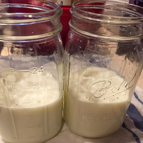 Filling jars with milk and culture in prep for sous vide homemade yogurt.